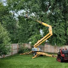 How Our Tree Care Process Works  in  Sikeston, MO